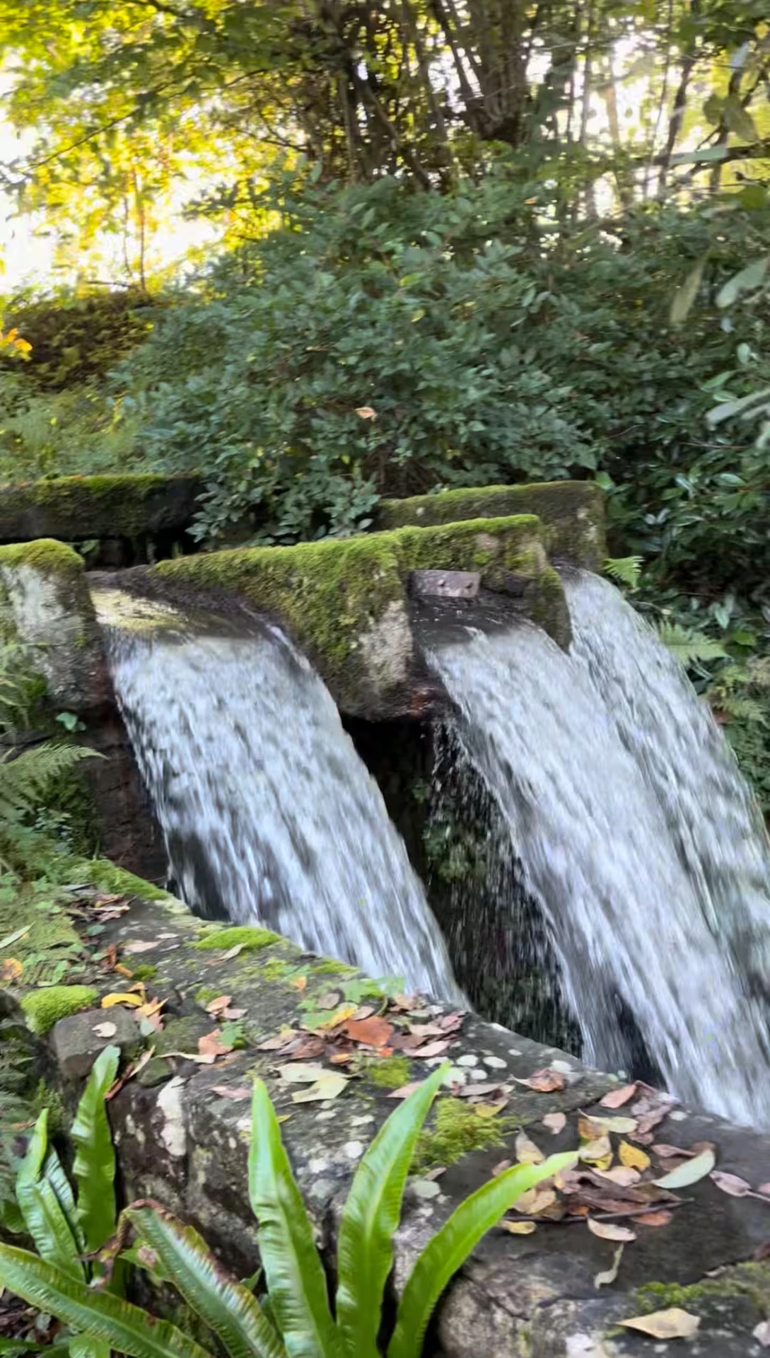 Two waterfalls flowing over stone in the woodland